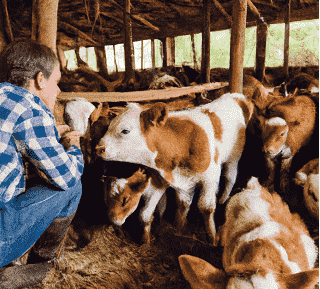 Granja en Canadá