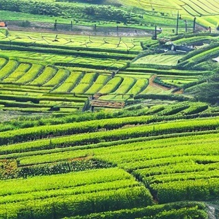 Crop farm in South Korea